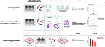 Functional assays to evaluate antibody-mediated responses against Shigella: a review